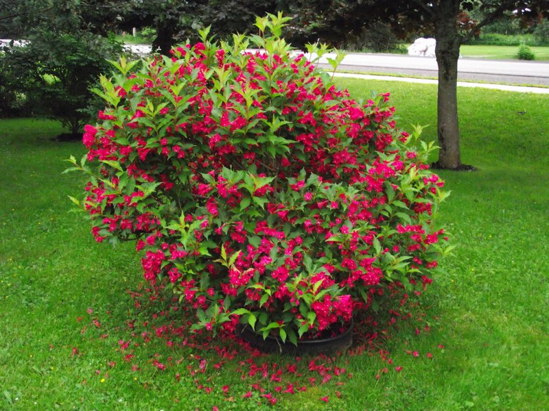 How to care for a weigela