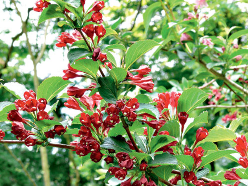 Weigela spring care