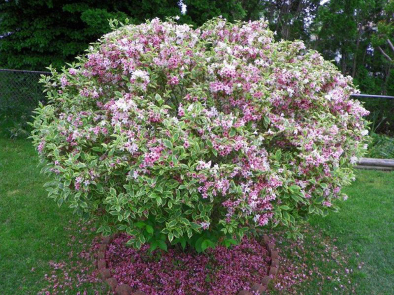 What does weigela look like