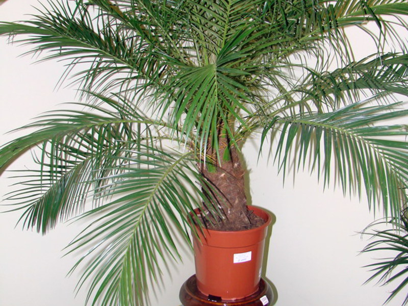 The date palm in the office can also look very stylish.