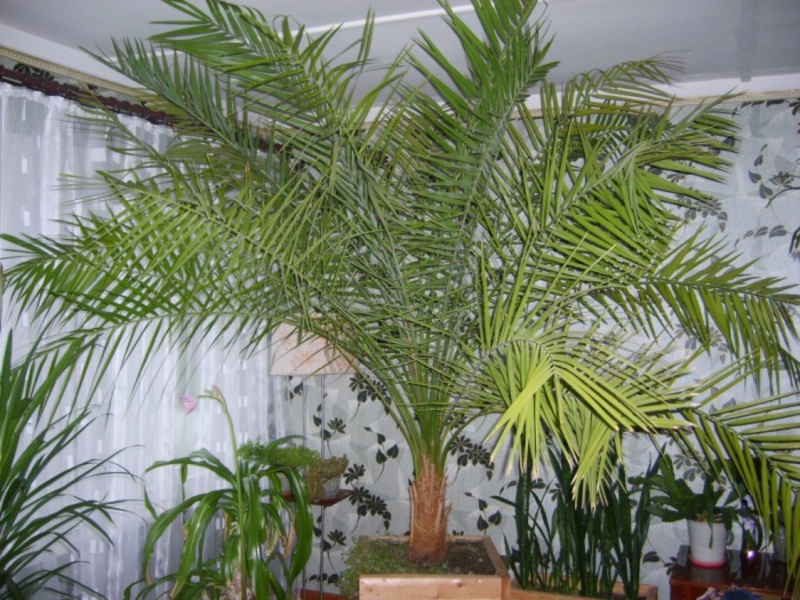 The date palm can reach a height of 1.5-2 meters.