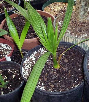 The date palm needs special care.