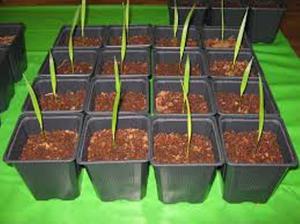 Palm sprouts - grown from seed.