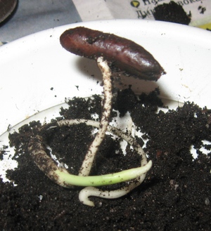 Sprouted date bone - 2-3 weeks after planting