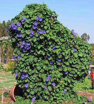 Perennial vines in the garden as part of landscape design