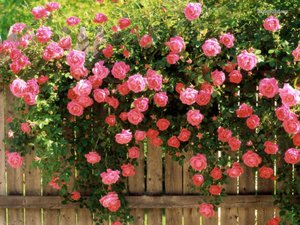 Climbing rose - very beautiful flowers.