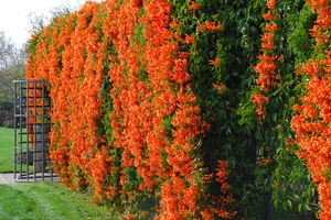 Camparis has an unusual tube-like flower shape