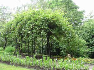  Actinidia is a common garden plant