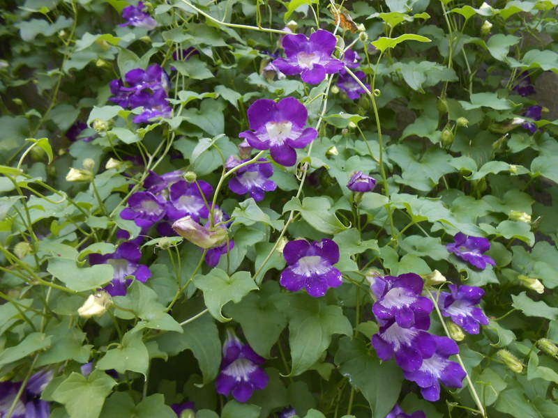 Characteristic properties of the annual climbing kobei vine