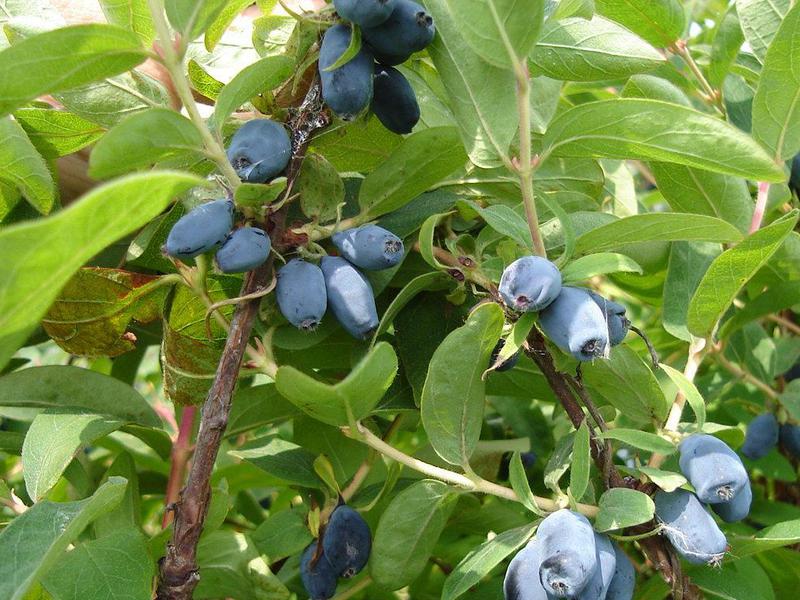 Climbing honeysuckle is one of the types of perennial shrub with useful fruits.