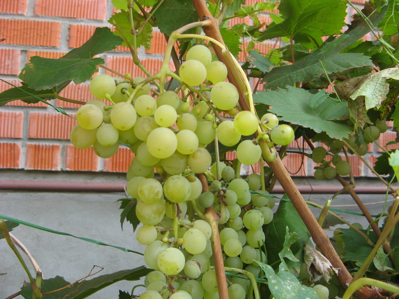 White grapes shown in the photo