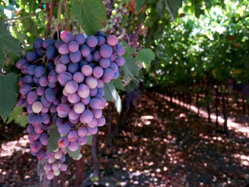 The grapes are distinguished by a significant variety of varieties.