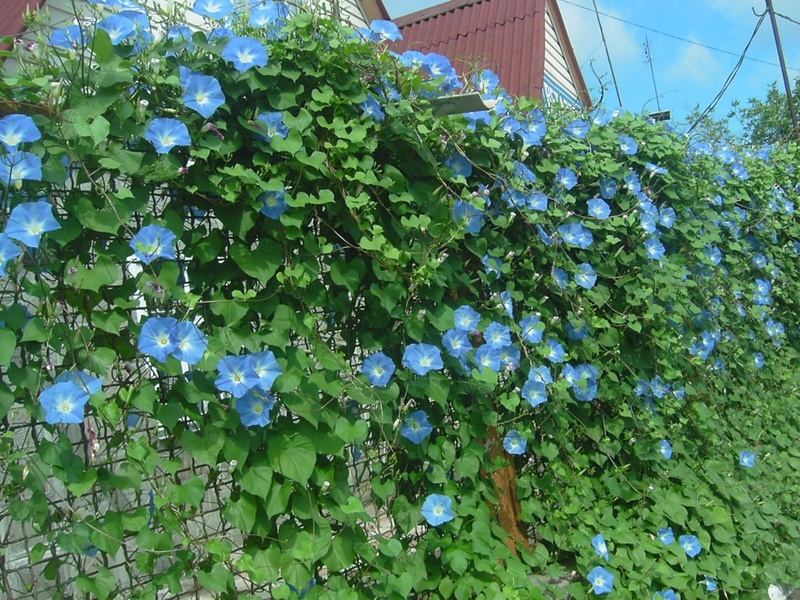 Ipomoea is an annual liana that blooms most of the summer.