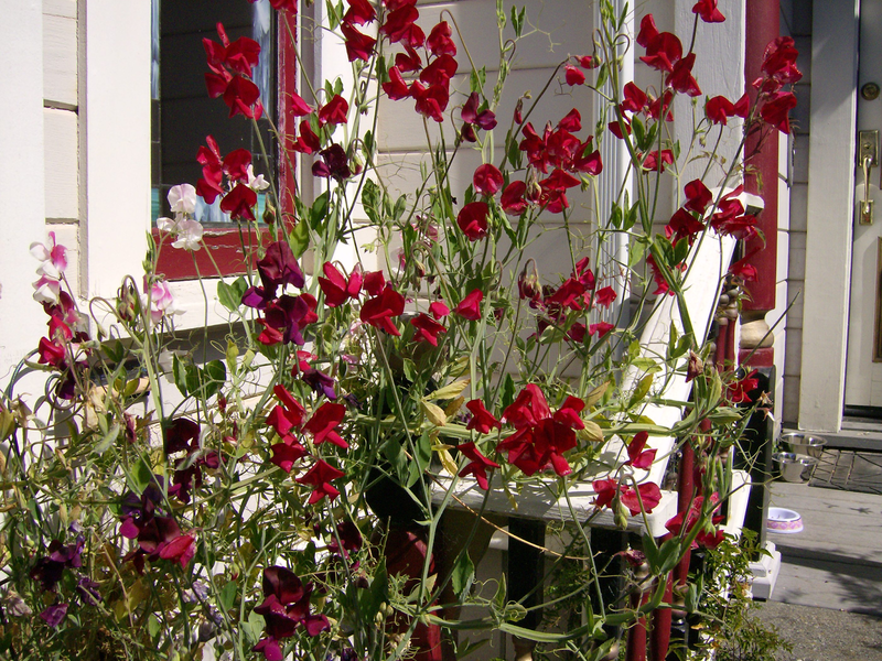 Description of decorative curly sweet pea