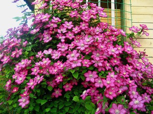 Clematis has bright, beautiful flowers.