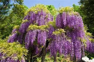 Wisteria during flowering is amazing