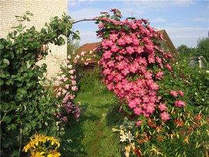 Description of the clematis plant