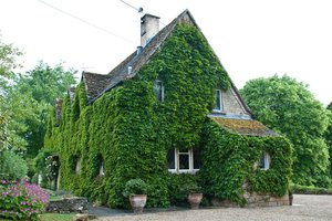 Garden ivy benefits