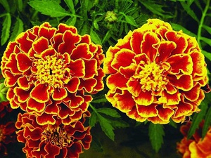 Lovely marigold flowers