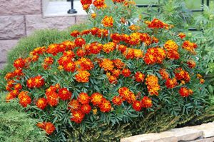 What insects can harm marigolds