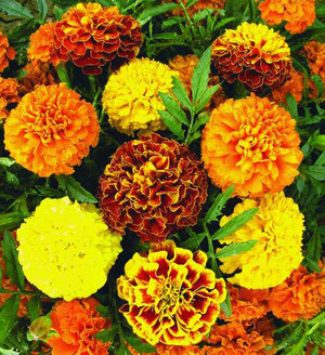 Special care for marigolds