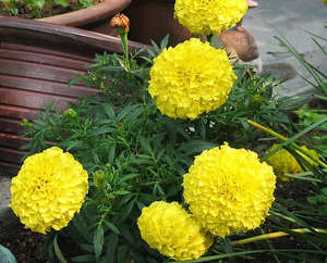 Marigolds Carmen