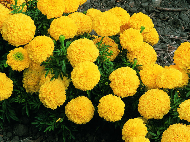 Beautiful marigold flowers