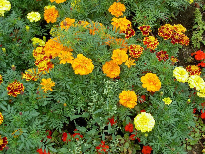 Lovely marigold flowers