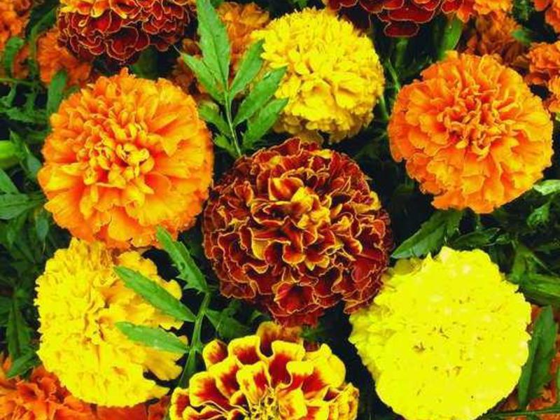 How to care for marigolds