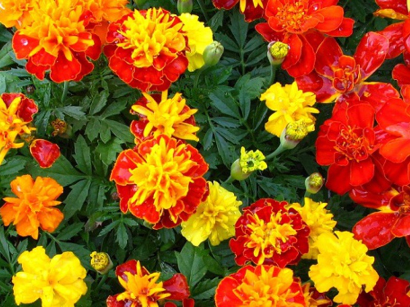 Reproduction of marigolds