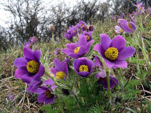 Backache grows well in open, sunny places