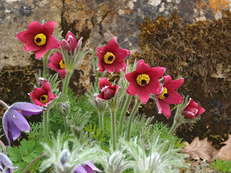 Backache grows well in open, sunny places