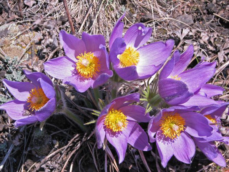 Common lumbago flower