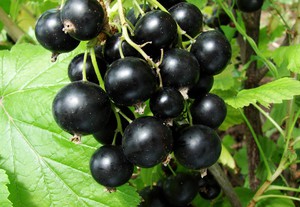 Black currant