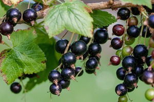 Medicinal properties of currants