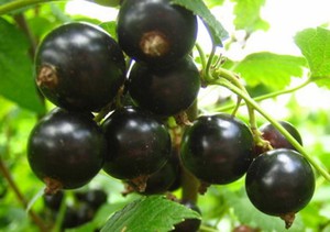 How currants grow