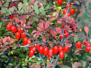 Reproduction of barberry