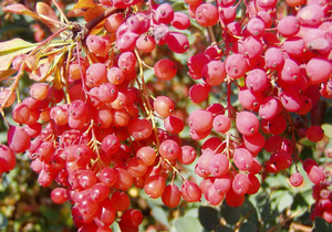 Description of the barberry plant