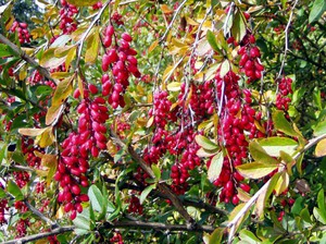 Barberry care