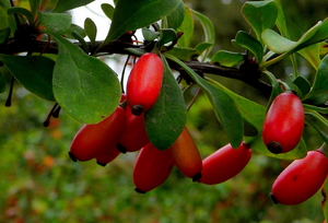 How to grow barberry