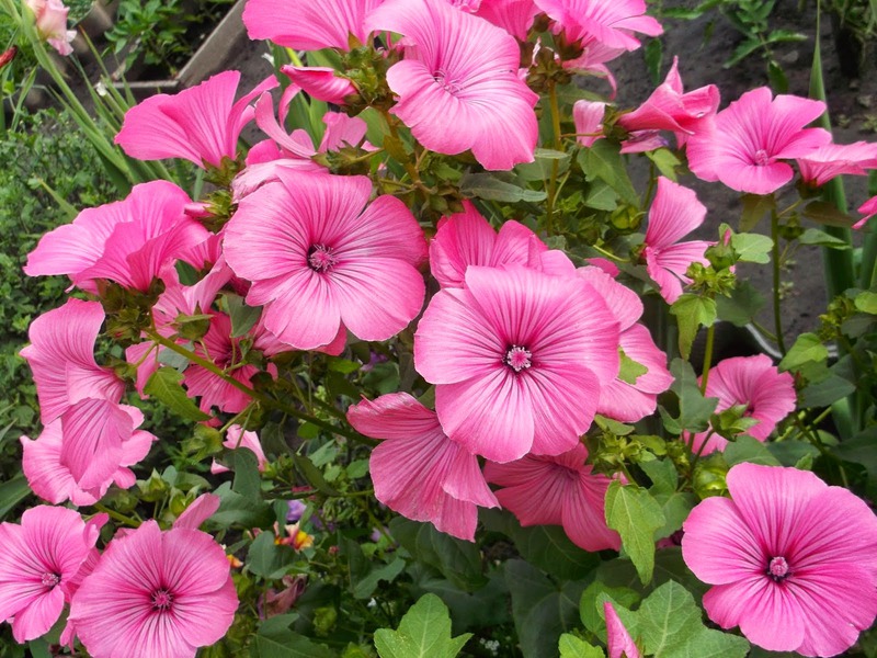 List of annual varieties of Lavatera flowers