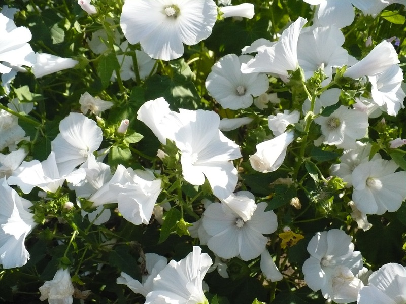 Description of popular annual varieties of Lavatera