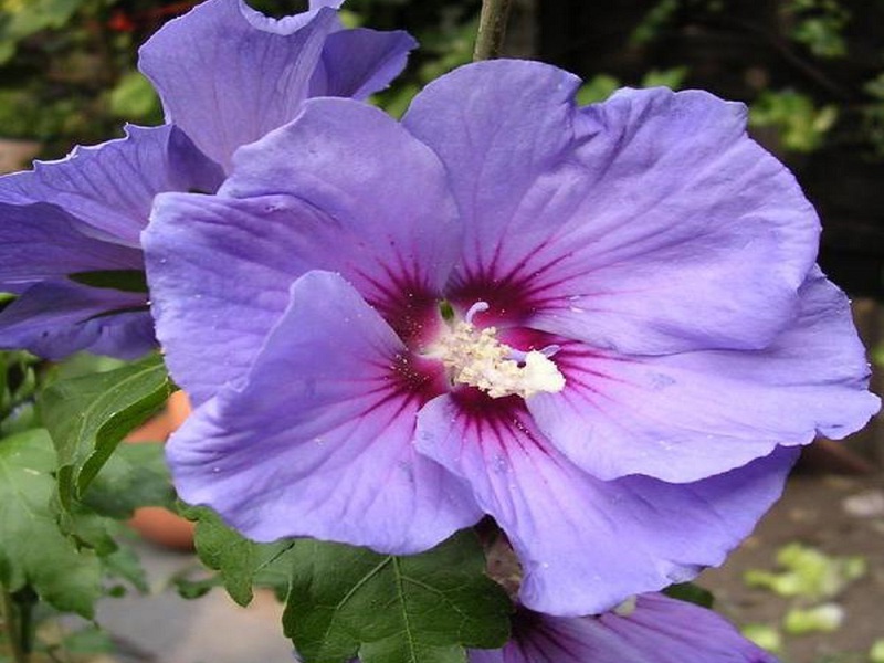 The appearance of flowers of wild rose varieties Silver Cap