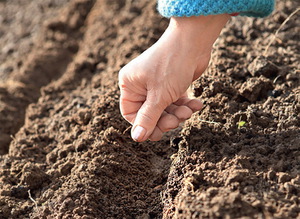 Rules for sowing wild rose seeds in the open field