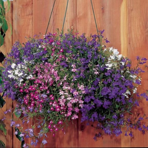 Lobelia in pots