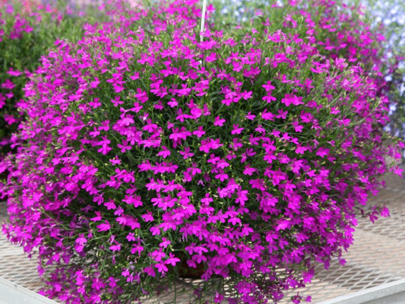 Lobelia bush