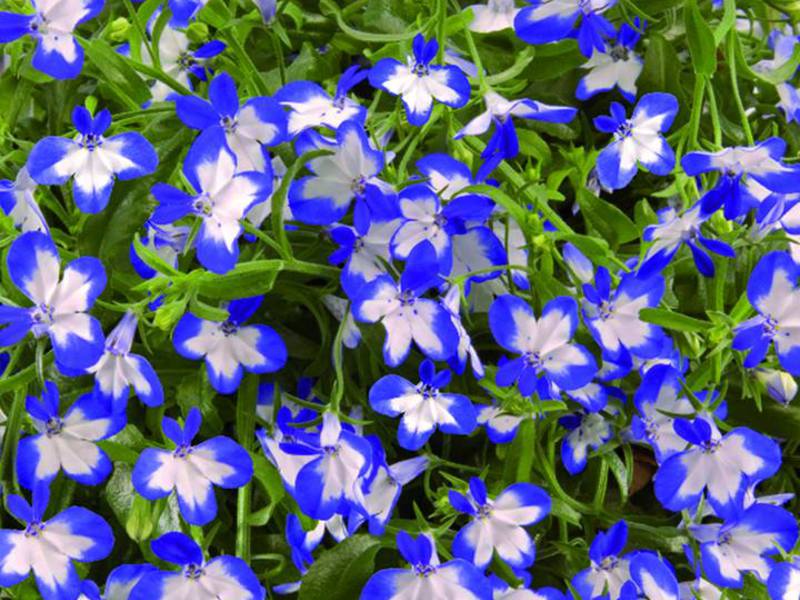 Lobelia varieties