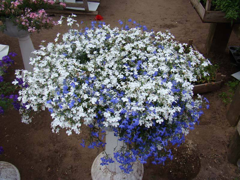 How to grow lobelia