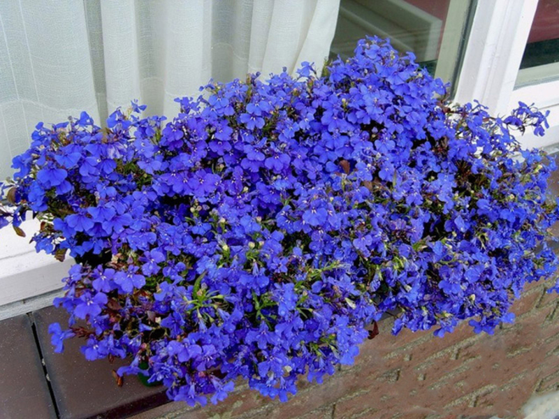 Lobelia garden ampelous flowers