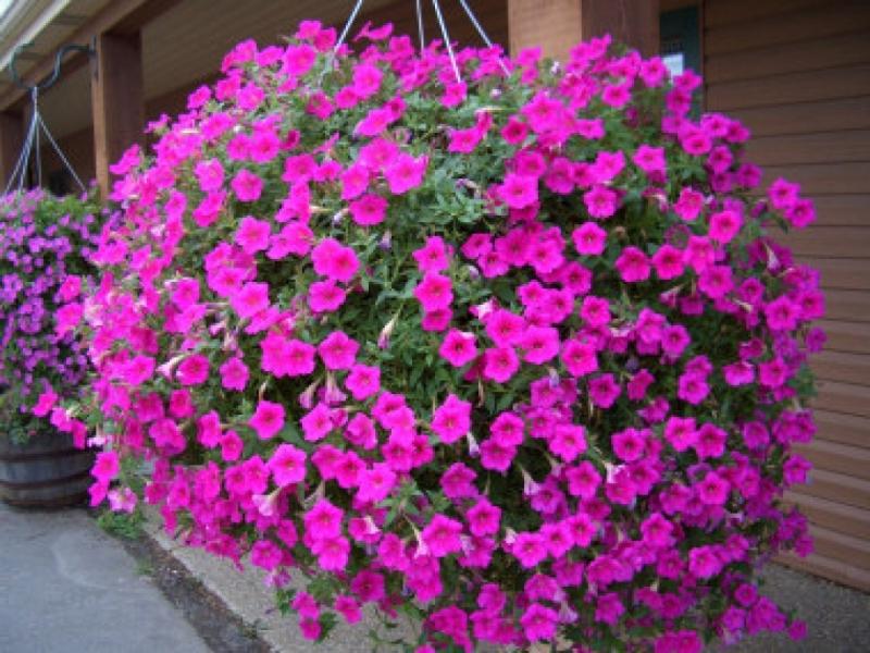 Flowering lobelia bushes